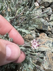 Chaenactis thompsonii