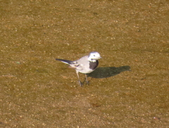 Motacilla alba