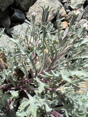 Chaenactis thompsonii