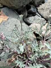 Chaenactis thompsonii