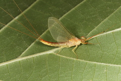 Potamanthus luteus