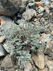 Chaenactis thompsonii