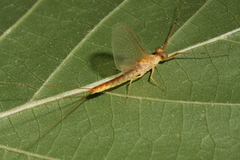 Potamanthus luteus