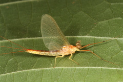 Potamanthus luteus