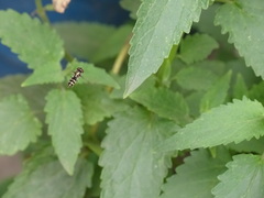 Fazia micrura