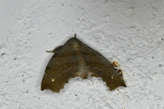 Olceclostera seraphica