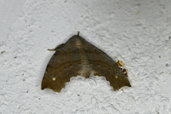 Olceclostera seraphica