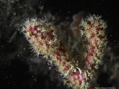 Alcyonium coralloides
