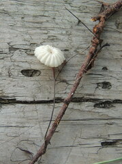 Collybiopsis ramealis