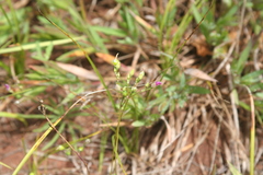 Phemeranthus rugospermus