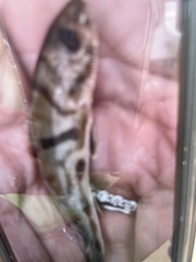 Menticirrhus saxatilis