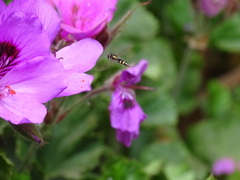 Fazia micrura