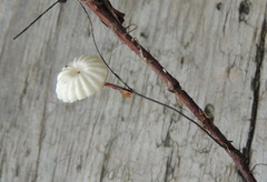 Collybiopsis ramealis