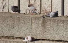 Columba livia domestica