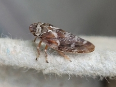 Aphrophora corticea