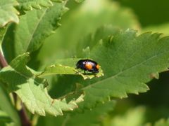 Cryptocephalus quadruplex