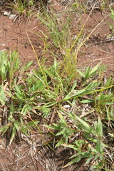 Phemeranthus rugospermus