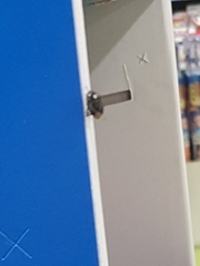 Macroscytus brunneus