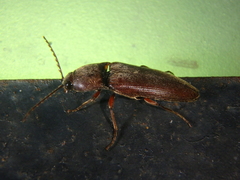 Melanotus castanipes