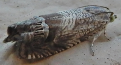 Ofatulena duodecemstriata