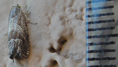 Ofatulena duodecemstriata