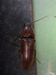 Melanotus castanipes