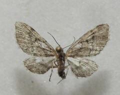 Eupithecia palpata