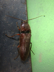 Melanotus castanipes