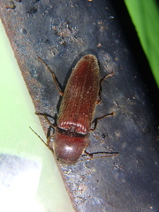 Melanotus castanipes