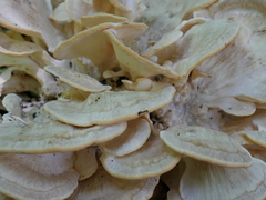 Meripilus sumstinei image