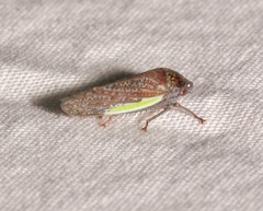 Hamana gelbata