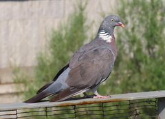 Columba palumbus