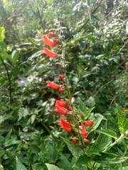 Salvia melissiflora