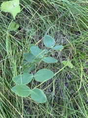 Lathyrus ochroleucus