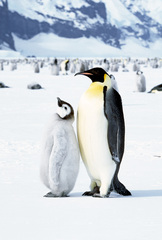 Aptenodytes forsteri