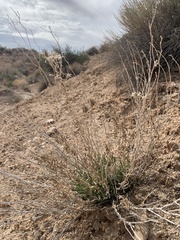 Mentzelia memorabalis