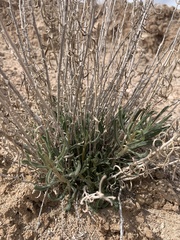 Mentzelia memorabalis