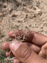 Mentzelia memorabalis