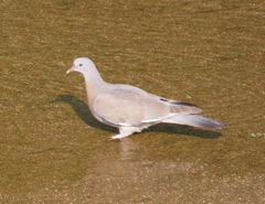 Columba palumbus