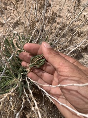 Mentzelia memorabalis