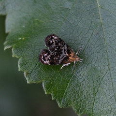 Tebenna bjerkandrella
