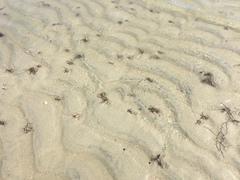Diopatra cuprea