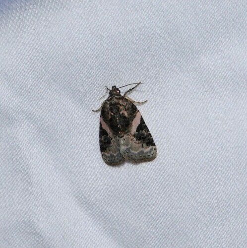Pink-barred Pseudeustrotia Moth photo 6