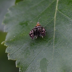 Tebenna bjerkandrella