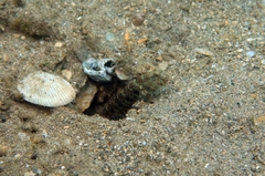 Cryptocentrus caeruleomaculatus