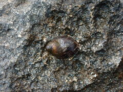 Melarhaphe neritoides