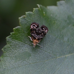 Tebenna bjerkandrella