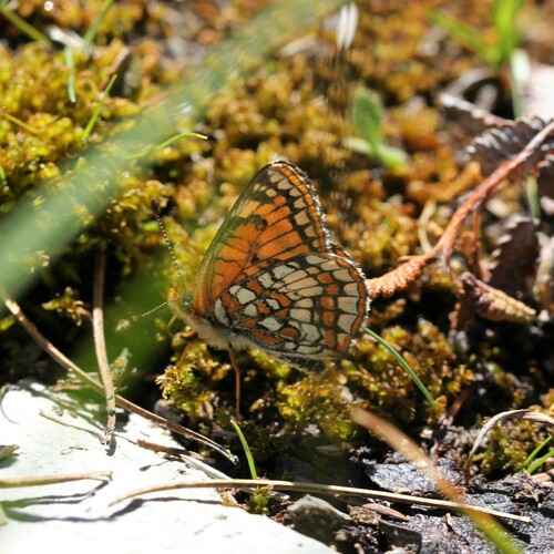 Rockslide Checkerspot photo 5