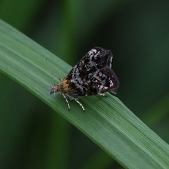 Tebenna bjerkandrella