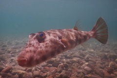 Sphoeroides lobatus